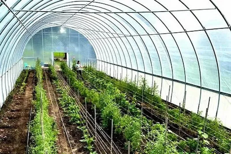 خرید و قیمت نایلون 8 متری 10 درصد UV